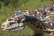 Load image into Gallery viewer, GIANT 15M LONG CARPET PYTHON - JR 180157
