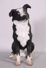 Load image into Gallery viewer, BORDER COLLIE - JR 080070
