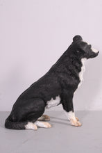 Load image into Gallery viewer, BORDER COLLIE - JR 080070
