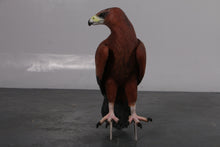 Load image into Gallery viewer, WEDGE TAILED EAGLE SITTING JR 090047
