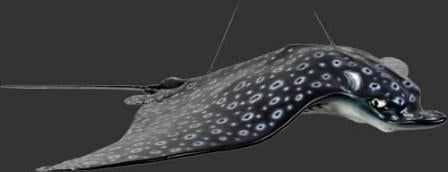 Spotted Eagle Ray (JR 100060)