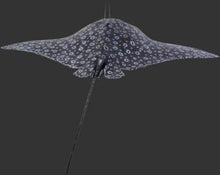 Load image into Gallery viewer, Spotted Eagle Ray (JR 100060)
