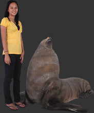 Load image into Gallery viewer, MALE FUR SEAL - JR 100093
