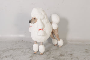 Poodle Dog - JR 110121