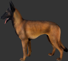 Load image into Gallery viewer, BELGIAN MALINOIS -JR 110127
