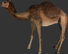 Load image into Gallery viewer, CAMEL DROMEDARY JR 120052
