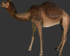 CAMEL DROMEDARY JR 120052