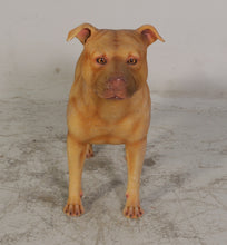 Load image into Gallery viewer, PIT BULL -ADULT FEMALE -JR 120055
