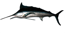 Load image into Gallery viewer, BLUE MARLIN - JR 130078
