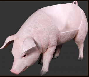 PIG BENCH -JR 130077