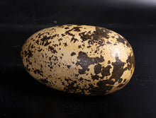 Load image into Gallery viewer, THEROPOD EGG 9&quot; JR 140030
