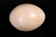 Load image into Gallery viewer, SAUROPOD EGG 9INCH - JR 140032
