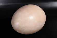 Load image into Gallery viewer, SAUROPOD EGG 12INCH - JR 140033
