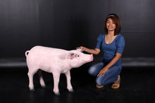 Load image into Gallery viewer, PIG JR 140083
