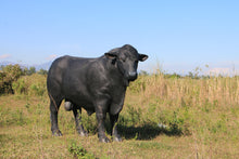 Load image into Gallery viewer, BULL - ANGUS JR 150355
