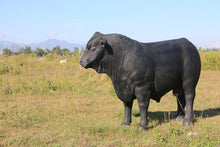 Load image into Gallery viewer, BULL - ANGUS JR 150355
