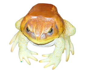 CANE TOAD TABLE - JR 160254