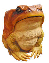 Load image into Gallery viewer, CANE TOAD CHAIR - JR 160255

