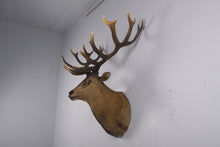 Load image into Gallery viewer, RED DEER STAG HEAD JR 170216
