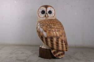 TAWNY OWL - JR 190022