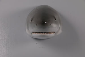 GREAT WHITE SHARK HEAD 20" - JR 190168