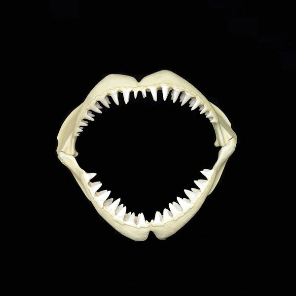 GREAT WHITE SHARK JAWS (LARGE) JR 2456
