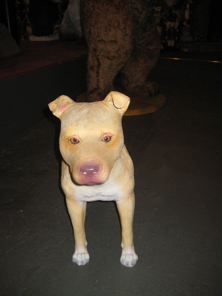 PIT BULL - YOUNG MALE - JR 120056