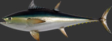 Load image into Gallery viewer, BLUEFIN TUNA - JR 120054

