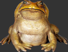 Load image into Gallery viewer, CANE TOAD JR 110082
