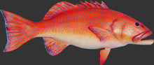 Load image into Gallery viewer, CORAL TROUT JR 120051

