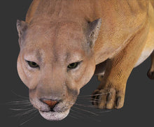 Load image into Gallery viewer, COUGAR - JR 100046
