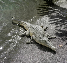 Load image into Gallery viewer, CROCODILE RESTING JR 080111
