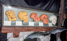 Load image into Gallery viewer, EVOLUTION OF MAN -CASED SKULLS -JR 1667
