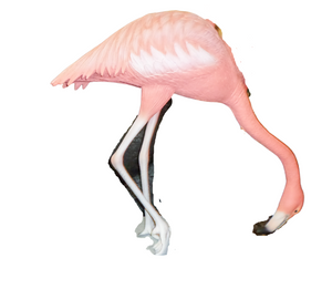 Flamingo Head Down (JR 2924)