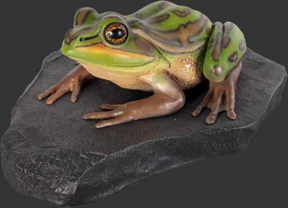 GREEN AND GOLDEN BELL FROG ON ROCK - JR 100002