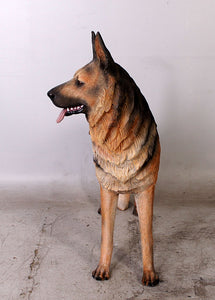 GERMAN SHEPHERD DOG - JR 110104