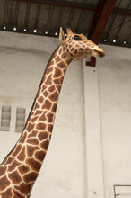 Load image into Gallery viewer, GIRAFFE 18FT - JR 140039
