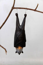 Load image into Gallery viewer, GRAY HEADED FLYING FOX JR 100120
