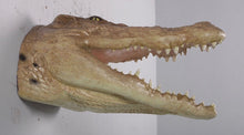 Load image into Gallery viewer, CROCODILE HEAD -MOUTH OPEN - JR 190049
