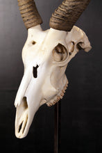 Load image into Gallery viewer, IVORY SKULL JR 0029
