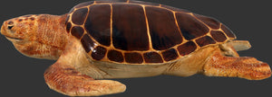 LOGGERHEAD TURTLE -JR 090048