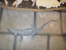 Load image into Gallery viewer, LACE MONITOR LIZARD 4FT - JR 080113
