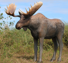 Load image into Gallery viewer, Moose life-size (JR 170211)
