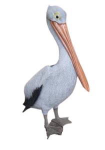 Pelican Standing (JR 090073)