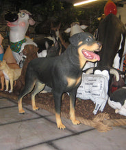 Load image into Gallery viewer, Rottweiler (JR 2934)
