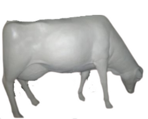 COW - SMOOTH WHITE HEAD DOWN WITHOUT HORNS -JR SB007