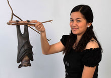 Load image into Gallery viewer, BAT - SPECTACLED FLYING FOX -JR 100119
