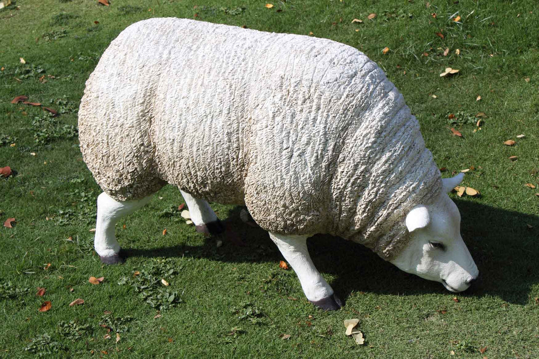 TEXELAAR SHEEP - HEAD DOWN JR 100021