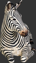 Load image into Gallery viewer, ZEBRA SEAT JR 120058
