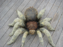Load image into Gallery viewer, TARANTULA HAIRY -3FT - JR FSC1172H
